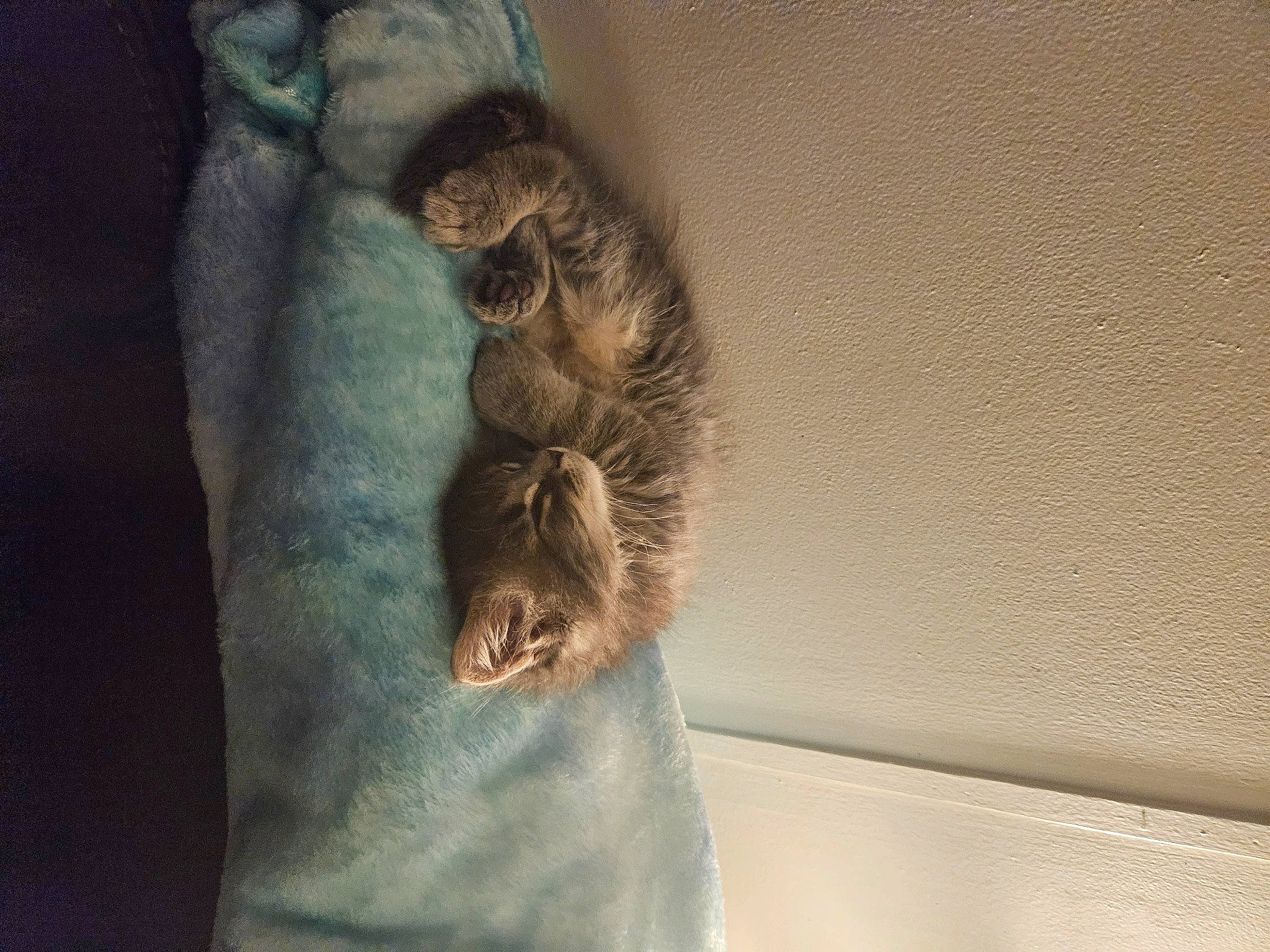 Odin is registered to the contest to win money with this photo: canidae, carnivore, cat, companion_dog, dog_breed, domestic_short_haired_cat, door, dress, fawn, felidae, fur, gesture, human_leg, small_to_medium_sized_cats, snout, sporting_group, tail, tree, whiskers, wood