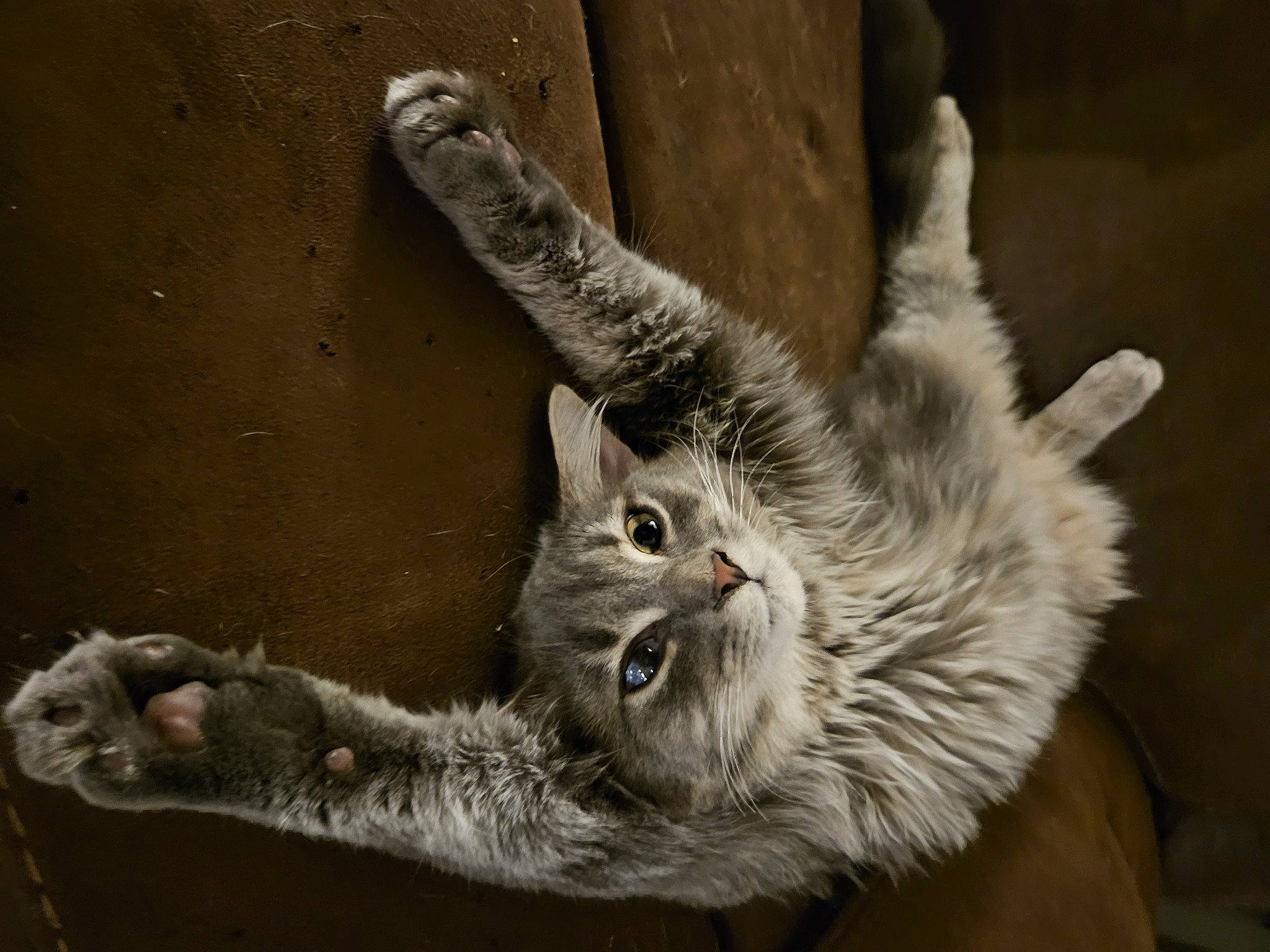 Odin joined the competition — help win amazing prizes! carnivore, cat, claw, domestic_short_haired_cat, felidae, fur, gesture, paw, plant, small_to_medium_sized_cats, snout, tail, terrestrial_animal, whiskers, wildlife, window