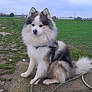 Nino participe au concours pour gagner de l'argent avec cette photo : animal, calm, canine, cloudy_sky, daytime, dog, ears, field, fluffy, fur, grass, harness, leash, nature, outdoor, path, pet, rock, sitting, tail