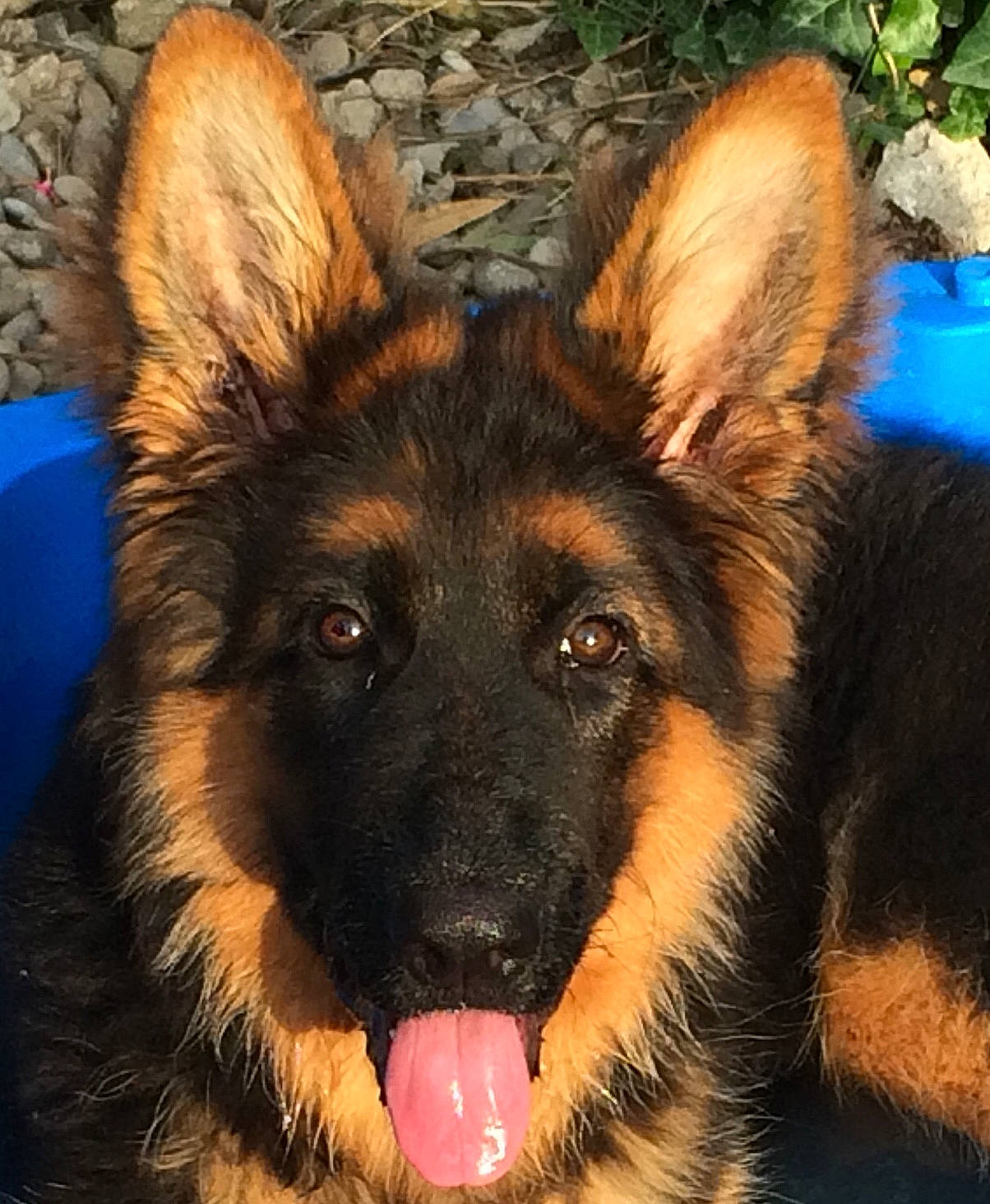 Shelby a rejoint le concours — aidez-le/la à gagner de superbes lots ! canidae, carnivore, companion_dog, dog, dog_breed, east_european_shepherd, eye, fawn, fur, german_shepherd_dog, head, herding_dog, jaw, king_shepherd, old_german_shepherd_dog, plant, snapshot, snout, sporting_group, working_dog