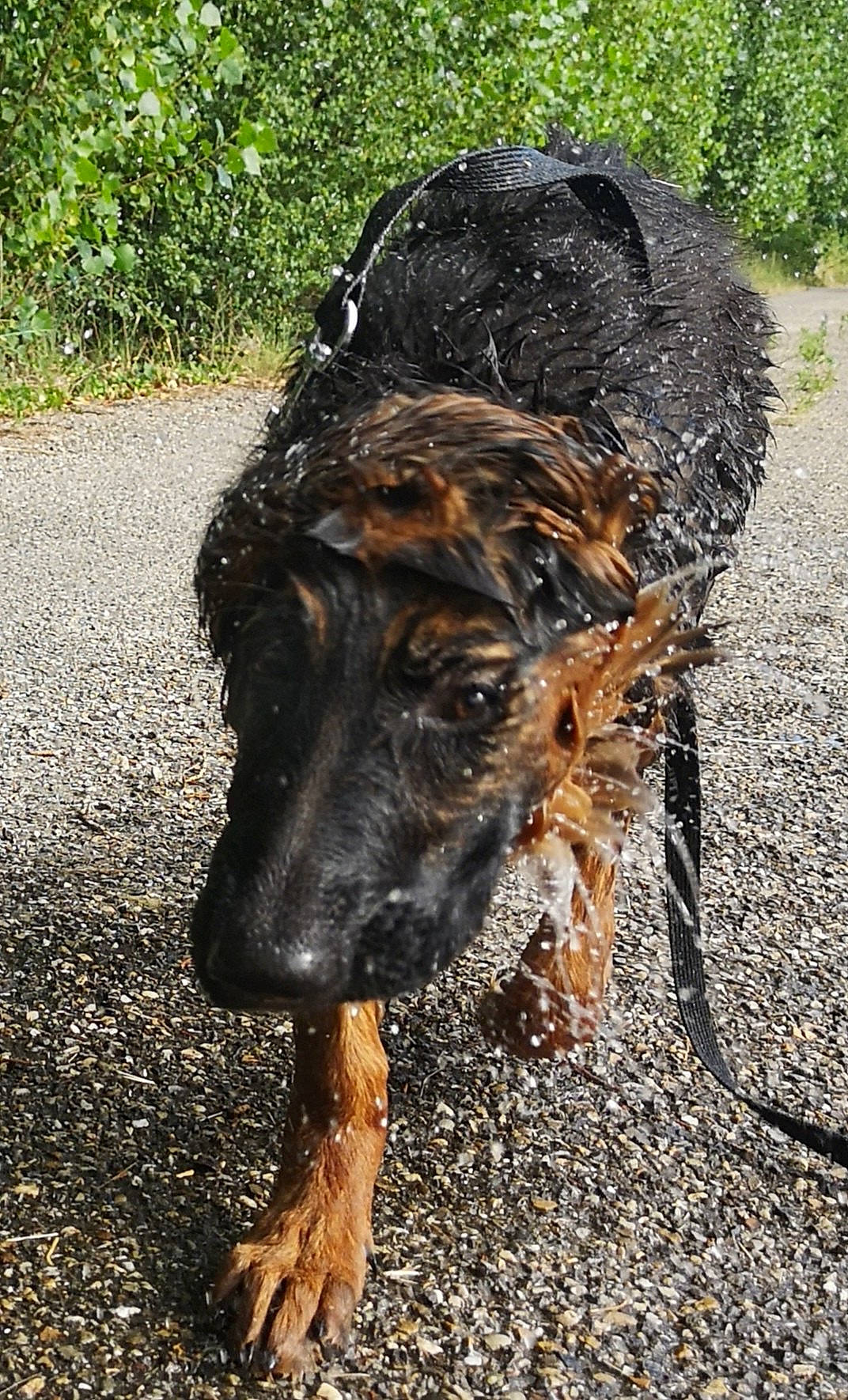 Shelby participe au concours pour gagner de l'argent avec cette photo : asphalt, canidae, carnivore, companion_dog, dog, dog_breed, grass, herding_dog, plant, road, road_surface, soil, sporting_group, street_dog, tar, terrestrial_animal, terrier, water_dog, working_animal, working_dog
