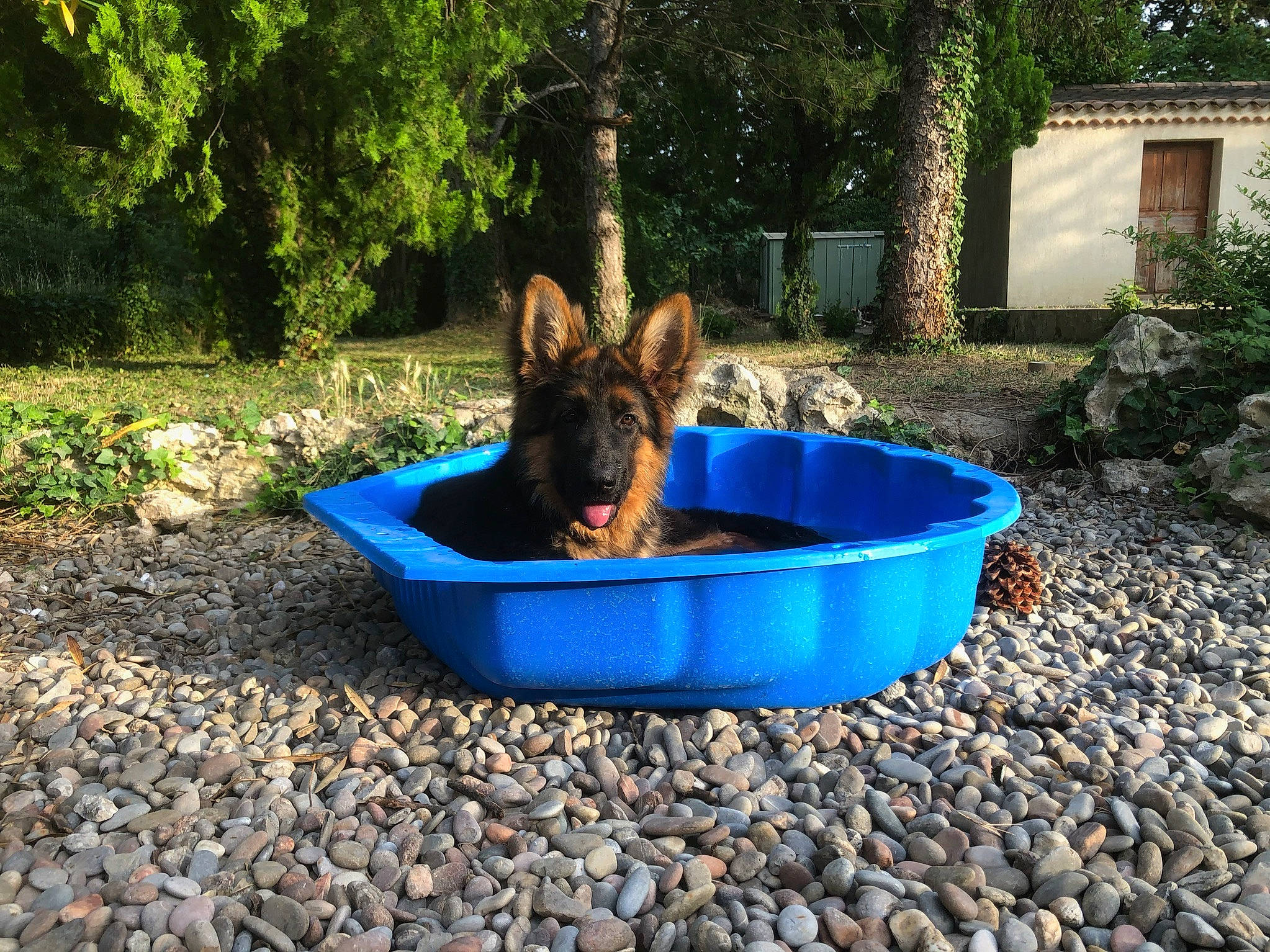 Shelby participe au concours pour gagner de l'argent avec cette photo : canidae, carnivore, companion_dog, dog, dog_breed, dog_supply, electric_blue, fawn, grass, landscape, leisure, old_german_shepherd_dog, pet_supply, plant, soil, sporting_group, tail, tree, window, wood