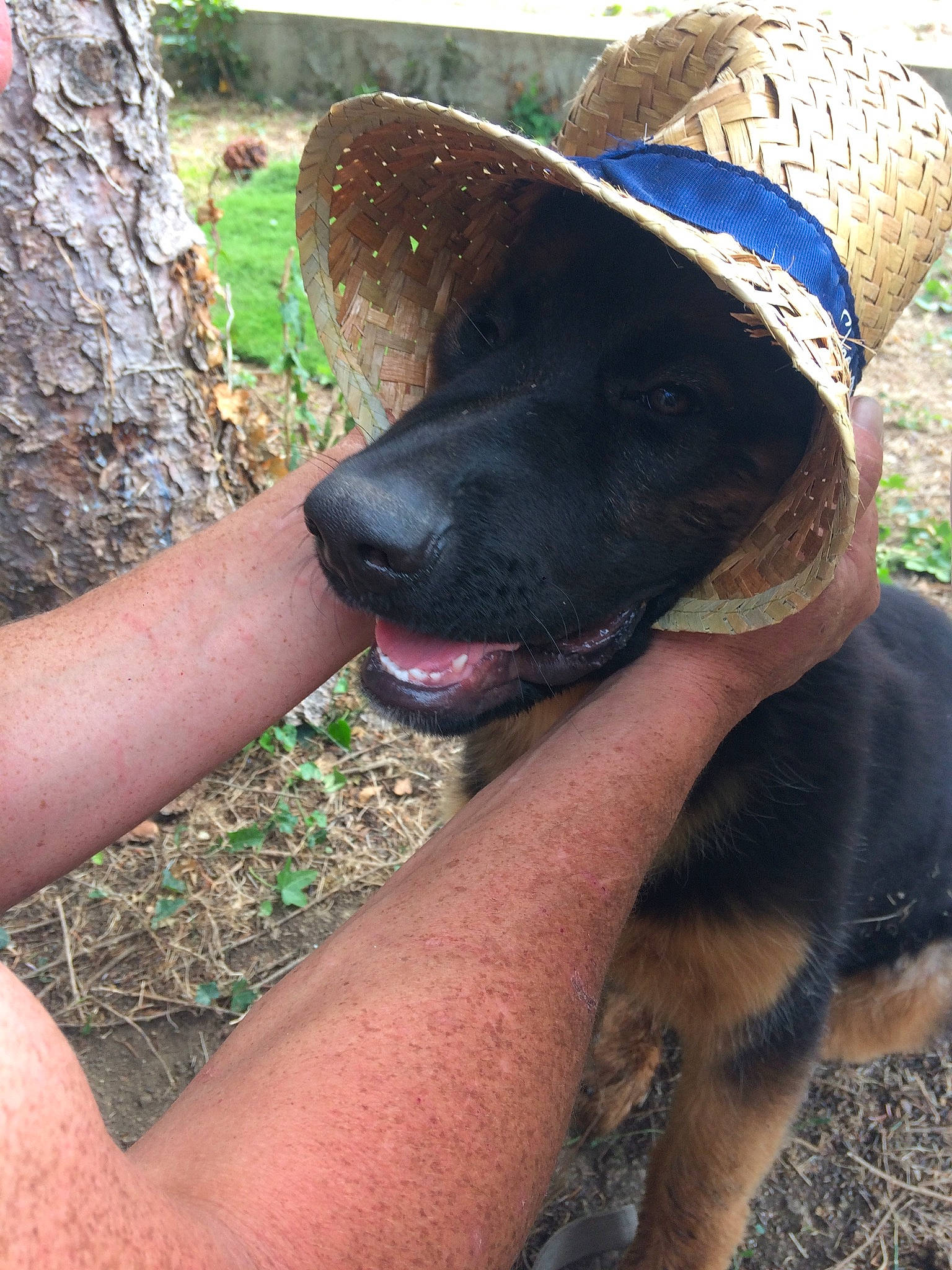 Shelby participe au concours pour gagner de l'argent avec cette photo : canidae, carnivore, collar, companion_dog, cowboy_hat, dog, dog_breed, dog_collar, fashion_accessory, fawn, grass, hat, non_sporting_group, personal_protective_equipment, plant, snout, sporting_group, sun_hat, working_animal, working_dog