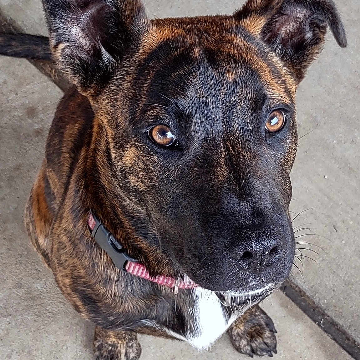 Piper is registered to the contest to win money with this photo: alert, animal, brindle, canine, close_up, collar, concrete, dog, ears, eyes, face, fur, looking_up, nose, outdoor, paw, pet, sitting, whiskers, young_dog