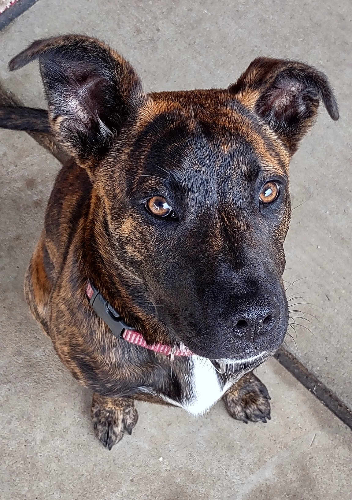 Piper
