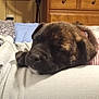 Piper is registered to the contest to win money with this photo: puppy, sleeping, dog, bedroom, furniture, dresser, mirror, reflection, person, cat, blanket, soft, cozy, resting, indoor, wood, warm, comfort, pet, closeup