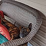 Piper joined the competition — help win amazing prizes! dog, brindle, wicker_chair, cushions, porch, relaxed, pet, furniture, resting, cozy, ear_up, animal, domestic, home, sleepy, brown, black, patterned_fur, cute, companion