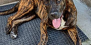 Piper joined the competition — help win amazing prizes! dog, brindle, tongue_out, mat, concrete, outdoor, pet, canine, animal, paw, ears, fur, resting, looking_at_camera, happy, closeup, texture, step, wall, laying_down