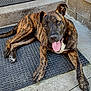 animal, brindle, canine, closeup, concrete, dog, ears, fur, happy, laying_down, looking_at_camera, mat, outdoor, paw, pet, resting, step, texture, tongue_out, wall