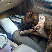 Piper is registered to the contest to win money with this photo: dog, brindle, sleeping, car_seat, harness, paper_towel, cup, vehicle_interior, resting, pet, travel, cozy, side_view, relaxation, domestic_animal, seat, transportation, canine, nap, indoor