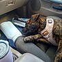 brindle, canine, car_seat, cozy, cup, dog, domestic_animal, harness, indoor, nap, paper_towel, pet, relaxation, resting, seat, side_view, sleeping, transportation, travel, vehicle_interior