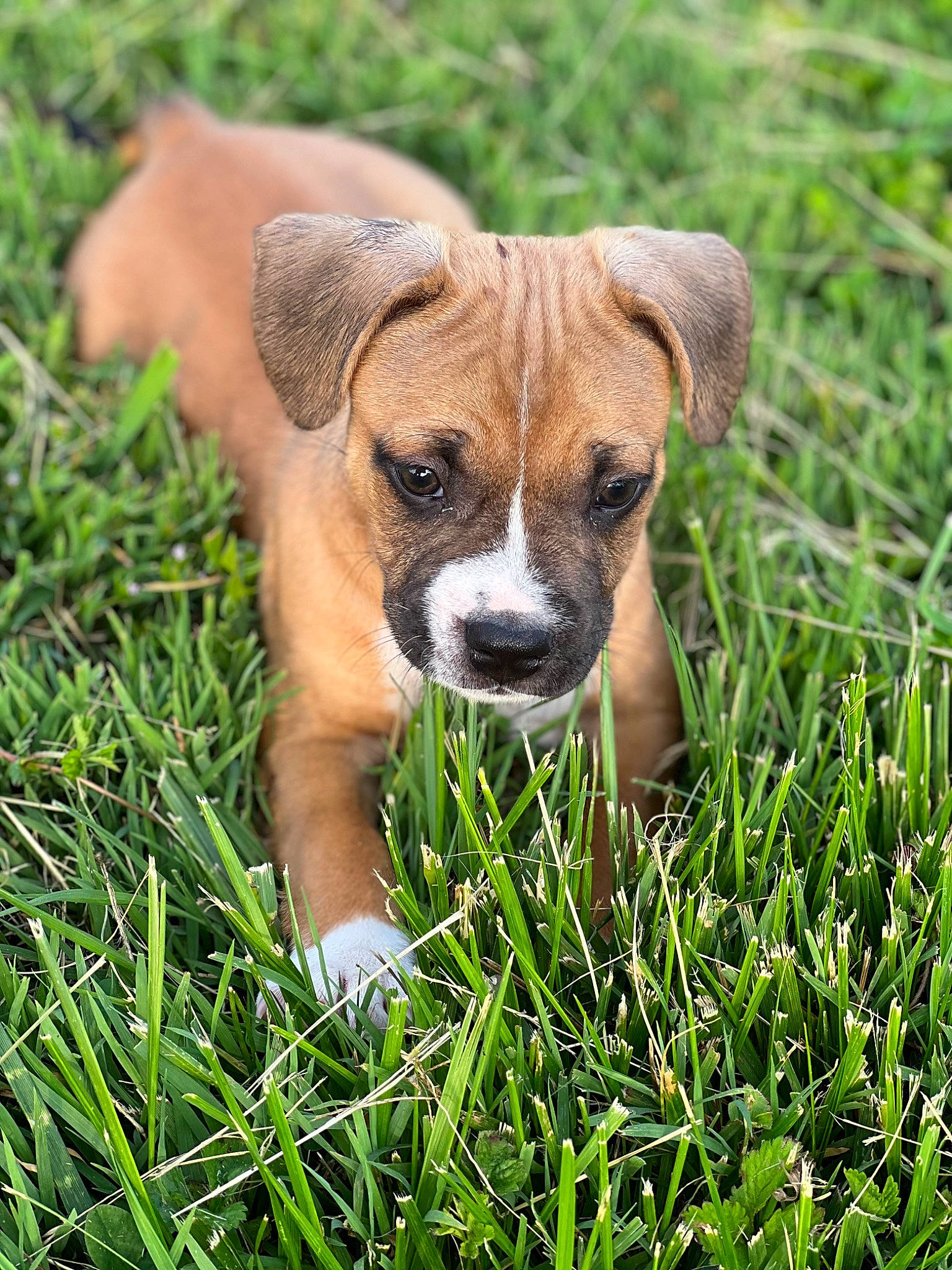Dozer joined the competition — help win amazing prizes! canidae, carnivore, companion_dog, dog, dog_breed, fawn, grass, grassland, groundcover, plant, puppy, snout, sporting_group, terrestrial_animal, whiskers, wildlife, working_dog