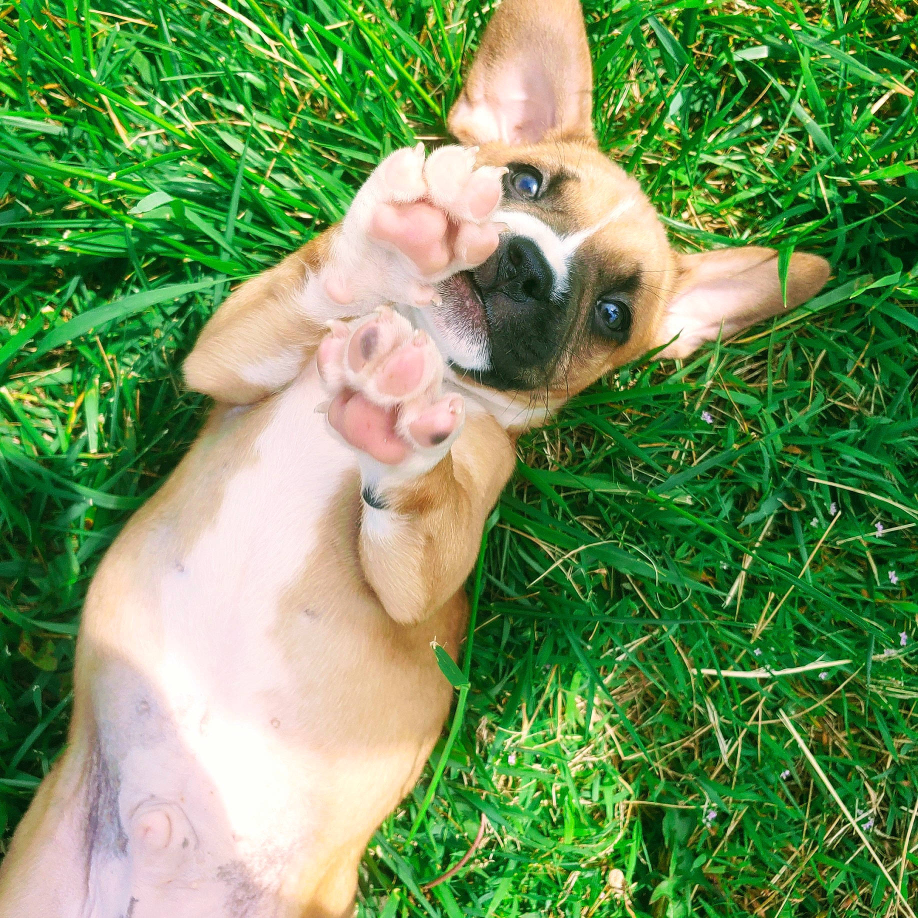 Dozer is registered to the contest to win money with this photo: boston_terrier, bulldog, canidae, carnivore, companion_dog, dog, dog_breed, dog_collar, fawn, grass, nail, paw, plant, snout, sporting_group, terrestrial_animal, thumb, toy_dog, working_animal, wrist