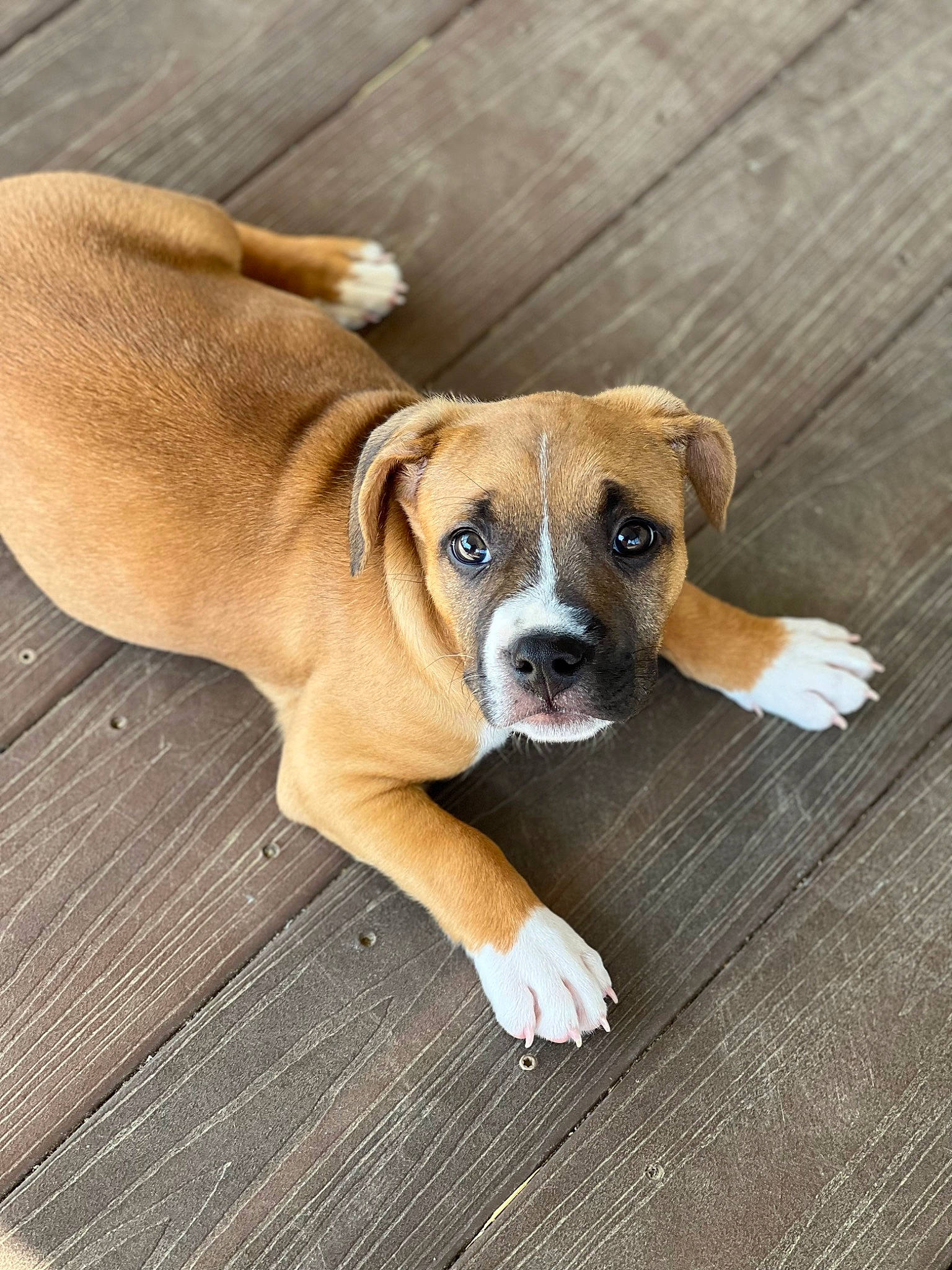 Dozer joined the competition — help win amazing prizes! bored, canidae, carnivore, companion_dog, dog, dog_breed, fawn, flooring, hardwood, non_sporting_group, plank, snout, sporting_group, terrestrial_animal, whiskers, wood, working_animal, working_dog