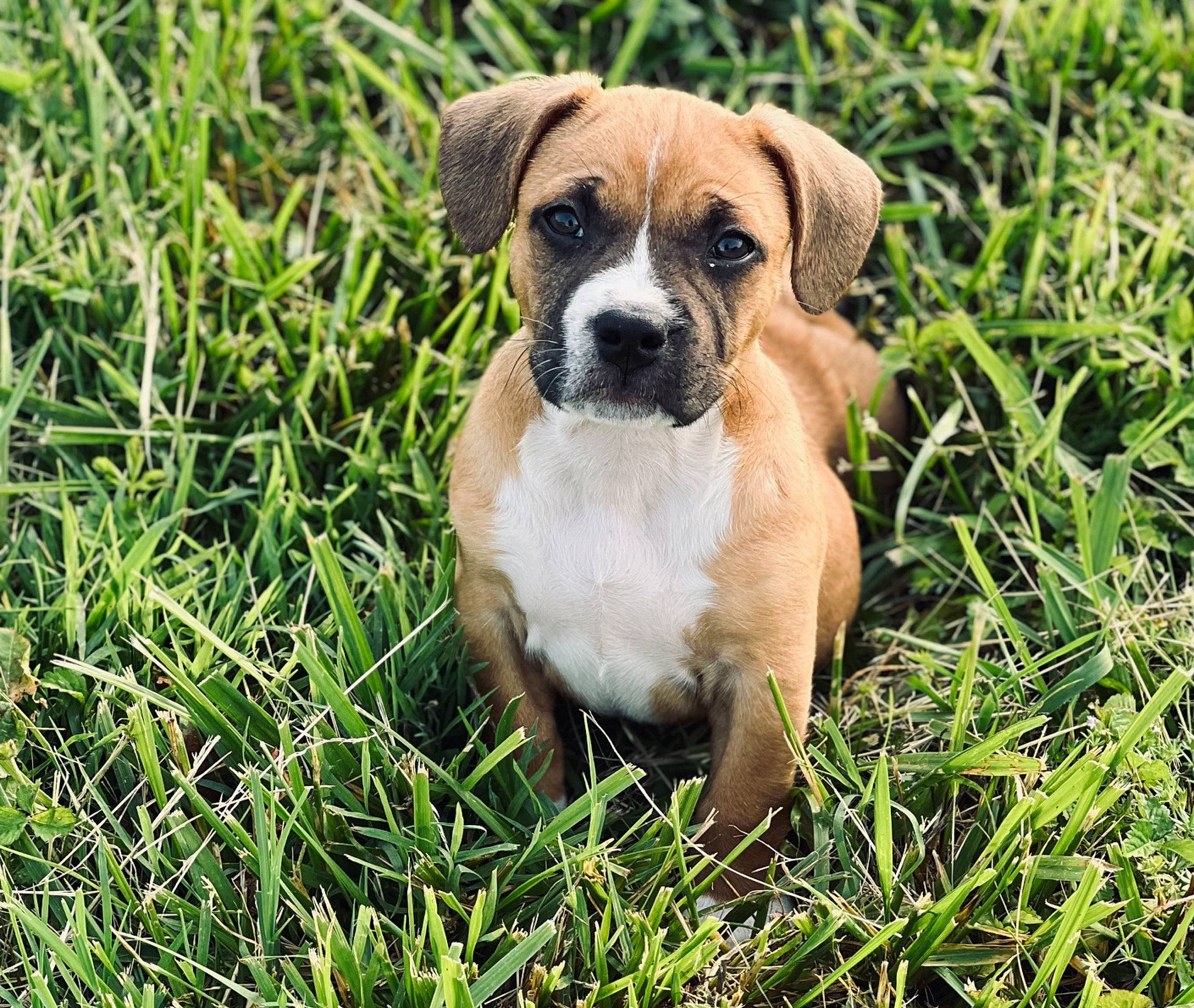 Dozer joined the competition — help win amazing prizes! ancient_dog_breeds, canidae, carnivore, companion_dog, dog, dog_breed, fawn, grass, groundcover, molosser, non_sporting_group, plant, puggle, snout, sporting_group, terrestrial_animal, toy_dog, whiskers, working_animal, working_dog