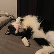 Oreo participe au concours pour gagner de l'argent avec cette photo : adorable, animal, bed, black_and_white, cat, cozy, cute, domestic, feline, fur, indoor, lying_down, paw, pet, pink_nose, relaxed, resting, sleeping, soft, whiskers