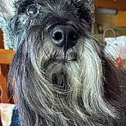 Mick is registered to the contest to win money with this photo: dog, beard, close_up, indoors, pet, animal, fur, face, nose, ears, gray_fur, black_fur, portrait, canine, domestic, living_room, wooden_cabinet, household, whiskers, closeup
