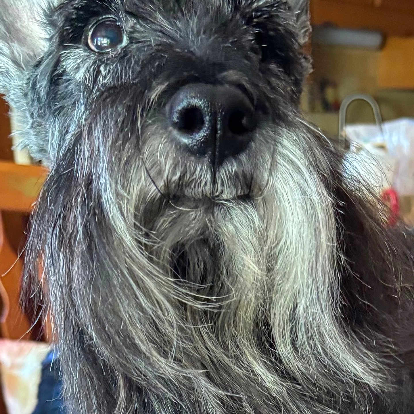 Mick is registered to the contest to win money with this photo: dog, beard, close_up, indoors, pet, animal, fur, face, nose, ears, gray_fur, black_fur, portrait, canine, domestic, living_room, wooden_cabinet, household, whiskers, closeup