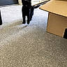 alert, animal, black_cat, box, cardboard_box, carpet, cat, feline, furniture, home, indoors, office, pet, photography, portrait, room, shadow, shelves, standing, yellow_eyes