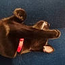 Mars is registered to the contest to win money with this photo: animal, black_cat, blue_couch, cat, close_up, collar, couch, feline, funny_pose, fur, home, indoors, lounging, lying_down, paw, pet, red_collar, relaxed, upside_down, whiskers