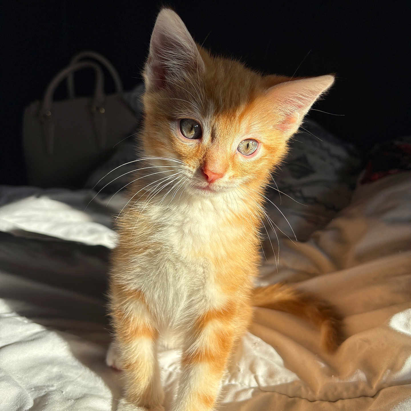 Simba participe au concours pour gagner de l'argent avec cette photo : animal, bed, blanket, cat, curious, cute, domestic_cat, feline, fur, indoor, kitten, orange_cat, pet, portrait, small, soft_light, sunlight, whiskers, white_fur, young