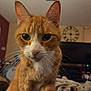 cat, ginger_cat, white_fur, indoor, close_up, whiskers, pet, animal, curious, face, ears, eyes, home, clock, television, furniture, living_room, cozy, domestic_cat, cute