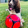 animal, ball, canine, cockerspaniel, dog, face, field, football, grass, head, lawn, person, pet, plant, puppy, soccer, soccerball, sphere, sport, summer