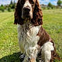 animal, canine, cockerspaniel, dog, field, grass, grassland, lawn, nature, outdoors, pet, plant, pointer, puppy