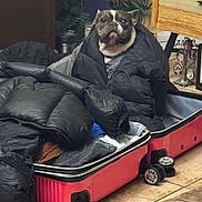 Poet is registered to the contest to win money with this photo: dog, french_bulldog, jacket, suitcase, clothes, indoor, pet, cozy, black_jacket, tile_floor, furniture, plant, household, portrait, cute, wrapped, seated, living_room, domestic, companion
