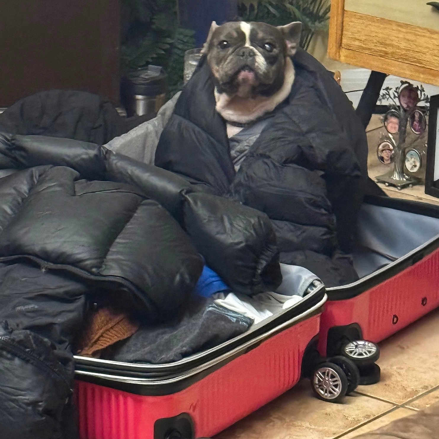 Poet is registered to the contest to win money with this photo: black_jacket, clothes, companion, cozy, cute, dog, domestic, french_bulldog, furniture, household, indoor, jacket, living_room, pet, plant, portrait, seated, suitcase, tile_floor, wrapped