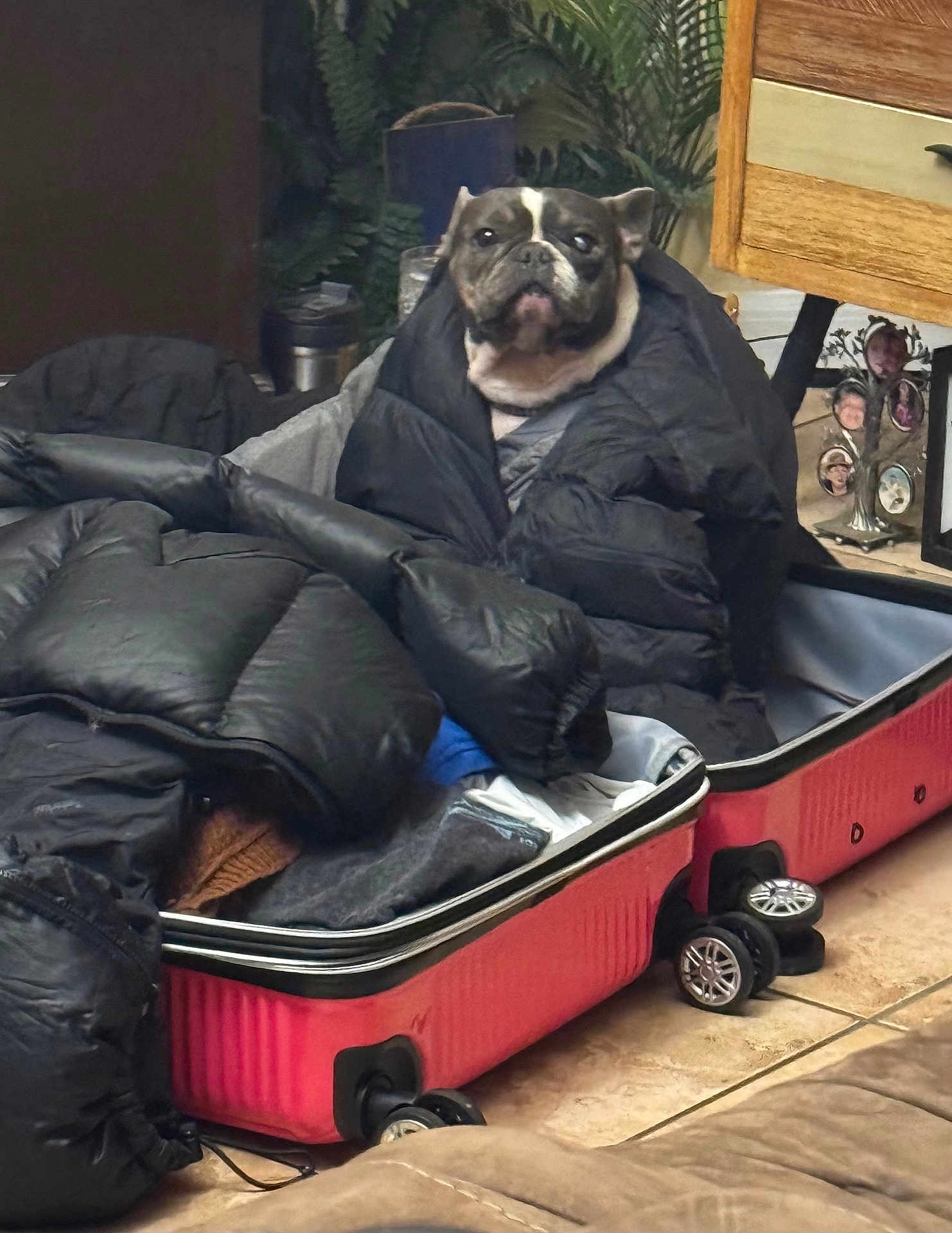 Poet is registered to the contest to win money with this photo: dog, french_bulldog, jacket, suitcase, clothes, indoor, pet, cozy, black_jacket, tile_floor, furniture, plant, household, portrait, cute, wrapped, seated, living_room, domestic, companion