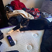 Major joined the competition — help win amazing prizes! animal, black_and_white, blankets, cat, clothes, cozy, curious, domestic, feline, furniture, home, indoor, mattress, messy, pet, relaxing, remote_control, resting, tuxedo_cat, whiskers