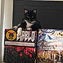 Major is registered to the contest to win money with this photo: alert, animal, background, black_and_white, boxes, cat, curious, domestic_cat, feline, fireworks, home, indoor, looking, paws, pet, resting, sitting, stacked, whiskers, window