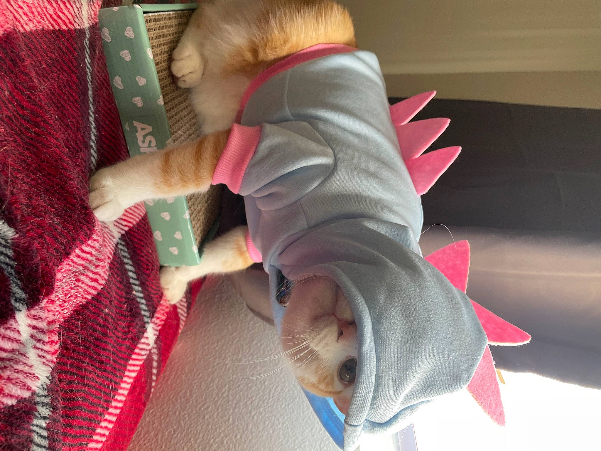 Kirby is registered to the contest to win money with this photo: carmine, child, comfort, flooring, foot, fun, human_leg, knee, lap, linens, magenta, pattern, pink, plaid, room, sleeve, sock, tartan, textile, toddler