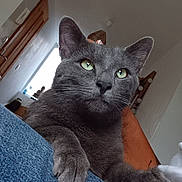 Arouf participe au concours pour gagner de l'argent avec cette photo : cat, gray_cat, green_eyes, paw, close_up, indoor, furniture, door, window, home, resting, animal, pet, fur, claw, leg, human_leg, cozy, curious, domestic
