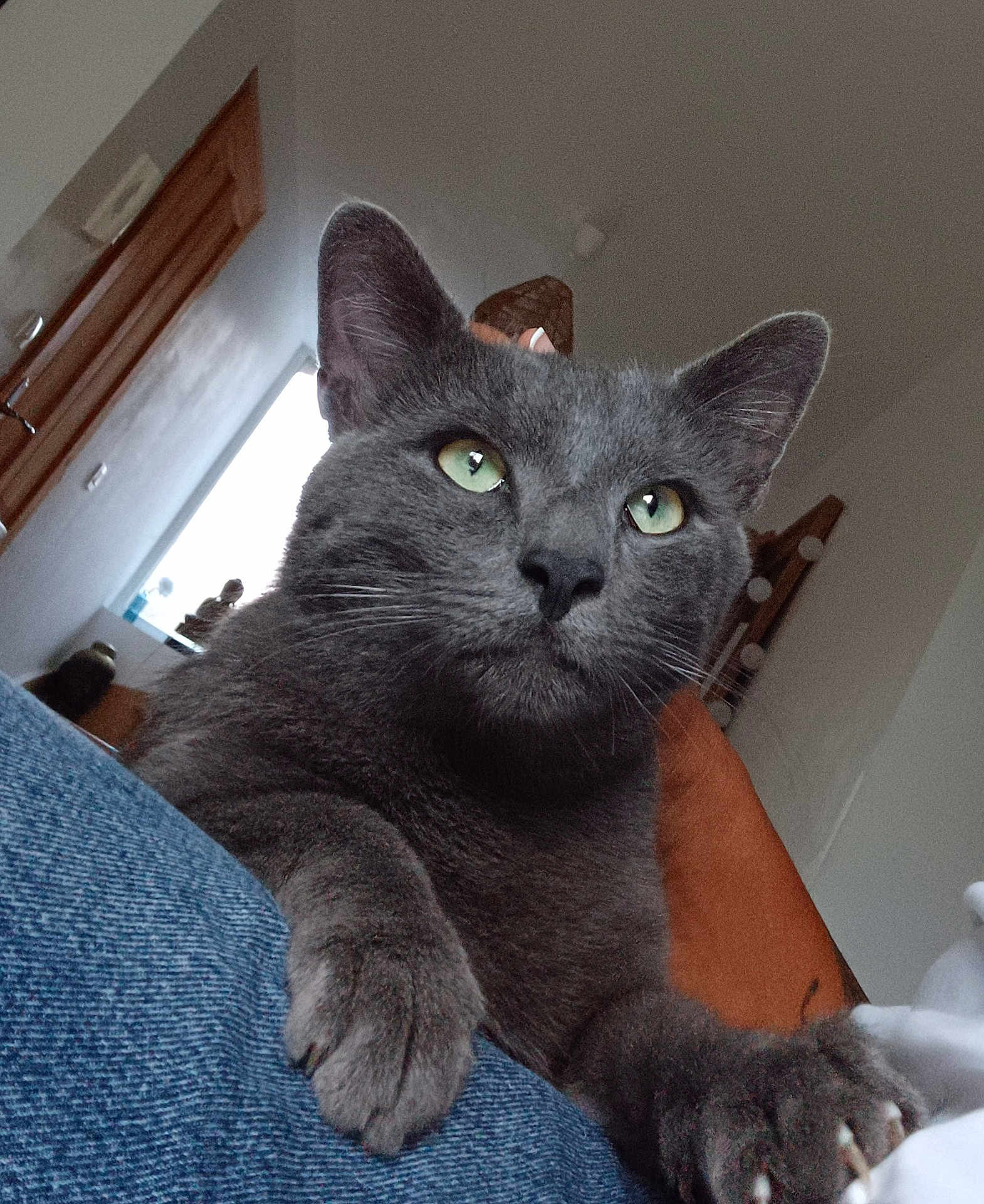 Arouf participe au concours pour gagner de l'argent avec cette photo : cat, gray_cat, green_eyes, paw, close_up, indoor, furniture, door, window, home, resting, animal, pet, fur, claw, leg, human_leg, cozy, curious, domestic