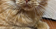 Mochi Taehyung is registered to the contest to win money with this photo: cat, ginger_cat, fluffy, whiskers, animal, pet, indoor, floor, wooden_floor, close_up, feline, cute, curious, fur, portrait, domestic_animal, young_cat, eyes, relaxed, paw