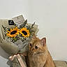 animal, bouquet, cat, cute, decor, domestic_cat, flowers, fluffy, gift, indoor, nature, orange_cat, pet, plant, ribbon, still_life, sunflowers, table, wall, yellow_flowers