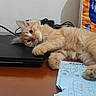 Mochi Taehyung joined the competition — help win amazing prizes! cat, orange_tabby, laptop, desk, paper, tissue_pack, indoor, feline, resting, curious, lazy, domestic_animal, table, electronics, pet, cute, fur, whiskers, paws, relaxed
