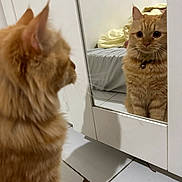 Mochi Taehyung is registered to the contest to win money with this photo: cat, orange_cat, reflection, mirror, indoor, feline, pet, curious, bedroom, bed, blanket, tile_floor, collar, fur, whiskers, close_up, animal, looking, home, cozy