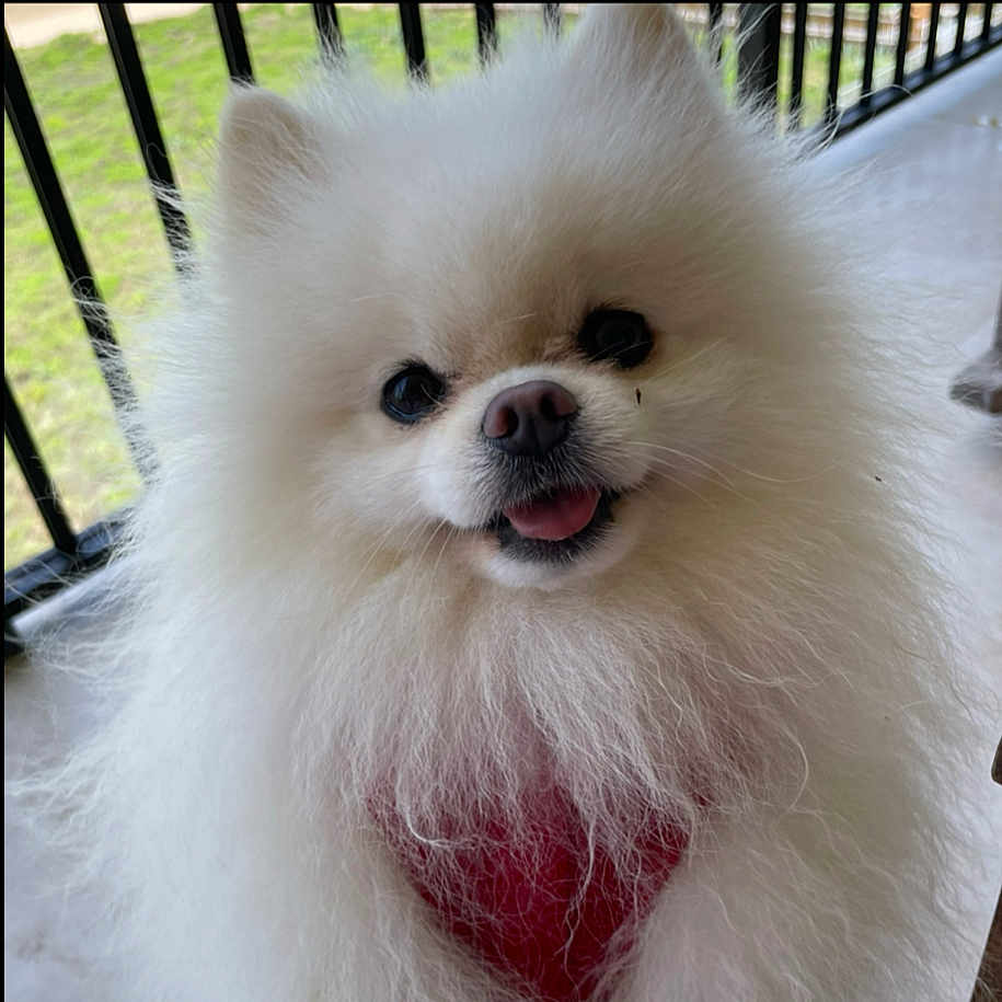 Buddy is registered to the contest to win money with this photo: animal, canine, closeup, cute, dog, domestic_animal, fluffy, friendly, fur, grass, happy, outdoor, pet, pomeranian, portrait, railing, red_harness, smiling, tongue_out, white