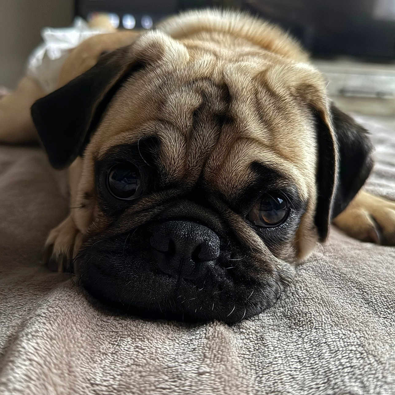 Chief is registered to the contest to win money with this photo: animal, bed, blanket, close_up, companion, cute, dog, domestic, ears, expression, face, fur, indoor, lying_down, nostrils, paw, pet, pug, soft_texture, wrinkles