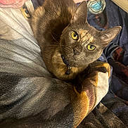 Katana joined the competition — help win amazing prizes! cat, yellow_eyes, collar, pet, feline, indoor, blanket, cozy, fur, looking_up, animal, cute, domestic_cat, resting, bed, soft, curious, whiskers, ears, companion