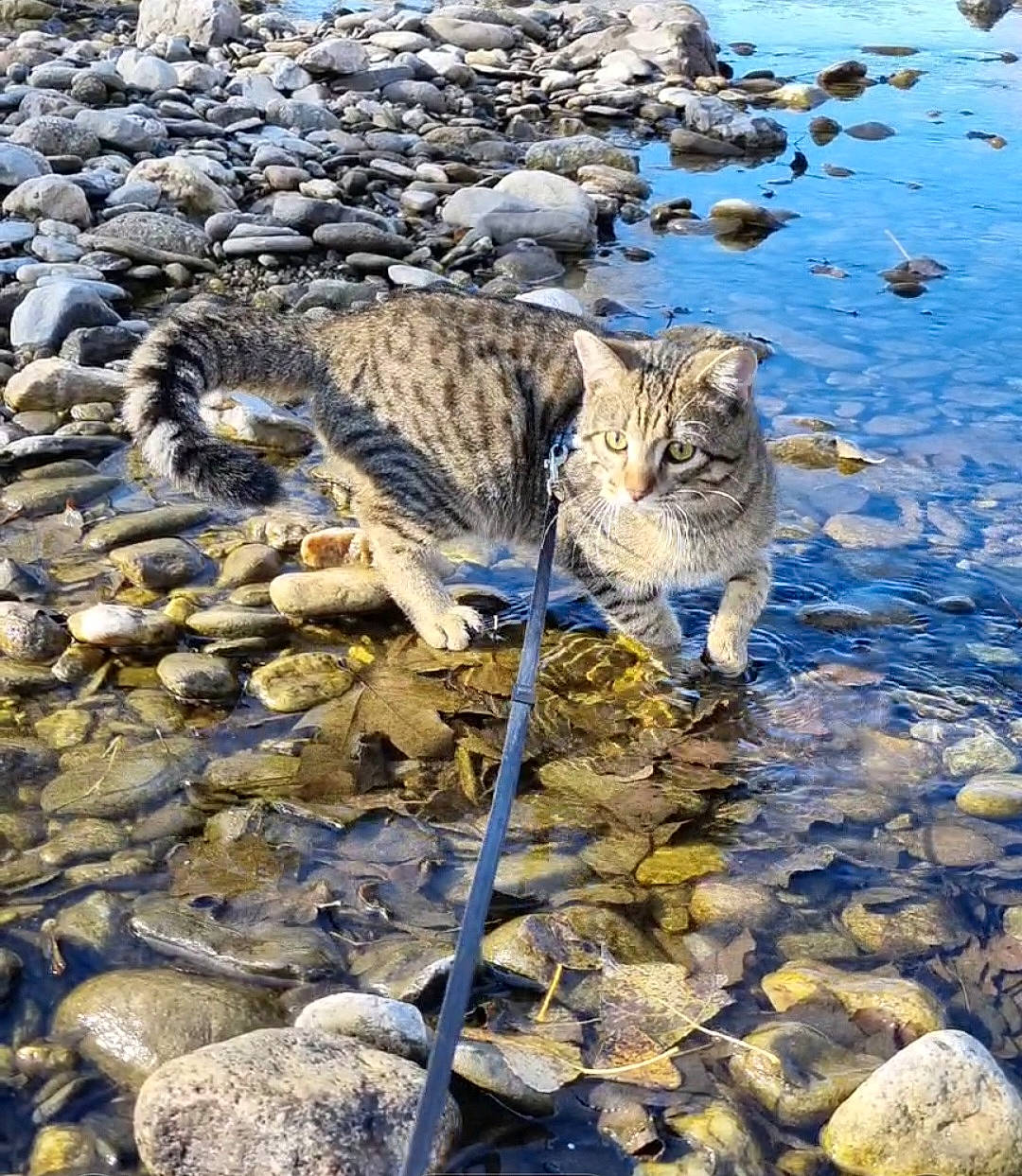 Khéops a rejoint le concours — aidez-le/la à gagner de superbes lots ! bedrock, body_of_water, carnivore, cat, felidae, grass, lake, landscape, mammal, organism, reflection, rock, sand, small_to_medium_sized_cats, tail, terrestrial_animal, water, watercourse, whiskers, wood