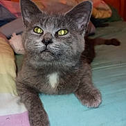 Annabelle joined the competition — help win amazing prizes! cat, gray_cat, pet, indoor, bed, blanket, fur, whiskers, ears, yellow_eyes, animal, cute, resting, feline, domestic_animal, cozy, wooden_wall, looking_up, soft_fur, paws