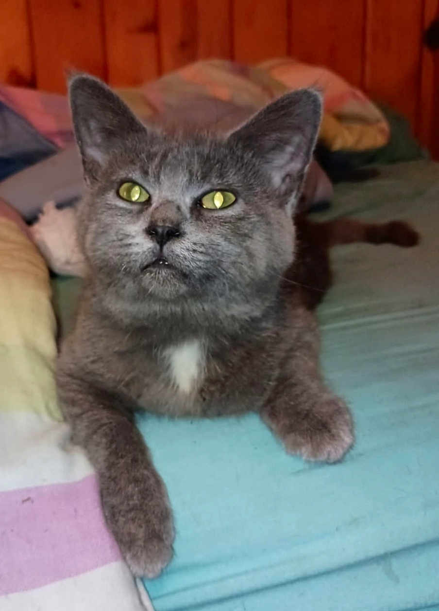 Annabelle joined the competition — help win amazing prizes! cat, gray_cat, pet, indoor, bed, blanket, fur, whiskers, ears, yellow_eyes, animal, cute, resting, feline, domestic_animal, cozy, wooden_wall, looking_up, soft_fur, paws