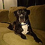 Zeus is registered to the contest to win money with this photo: animal, black_dog, canine, collar, couch, dog, domestic, ears, fur, furniture, home, indoor, lamp, laying_down, living_room, paw, pet, relaxed, tail, white_chest