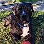animal, basketball, black_dog, collar, daylight, dog, grass, leaves, nature, outdoor, park, paw, pet, quiet, relaxed, sidewalk, street, sunlight, tag, tree