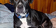 Zeus is registered to the contest to win money with this photo: animal, bed, black_dog, blanket, canine, collar, dog, domestic_animal, flash_reflection, fur, household, indoor, looking_at_camera, lying_down, mammal, paw, pet, resting, tag, wood_paneling