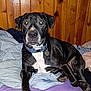 animal, bed, black_dog, blanket, canine, collar, dog, domestic_animal, flash_reflection, fur, household, indoor, looking_at_camera, lying_down, mammal, paw, pet, resting, tag, wood_paneling